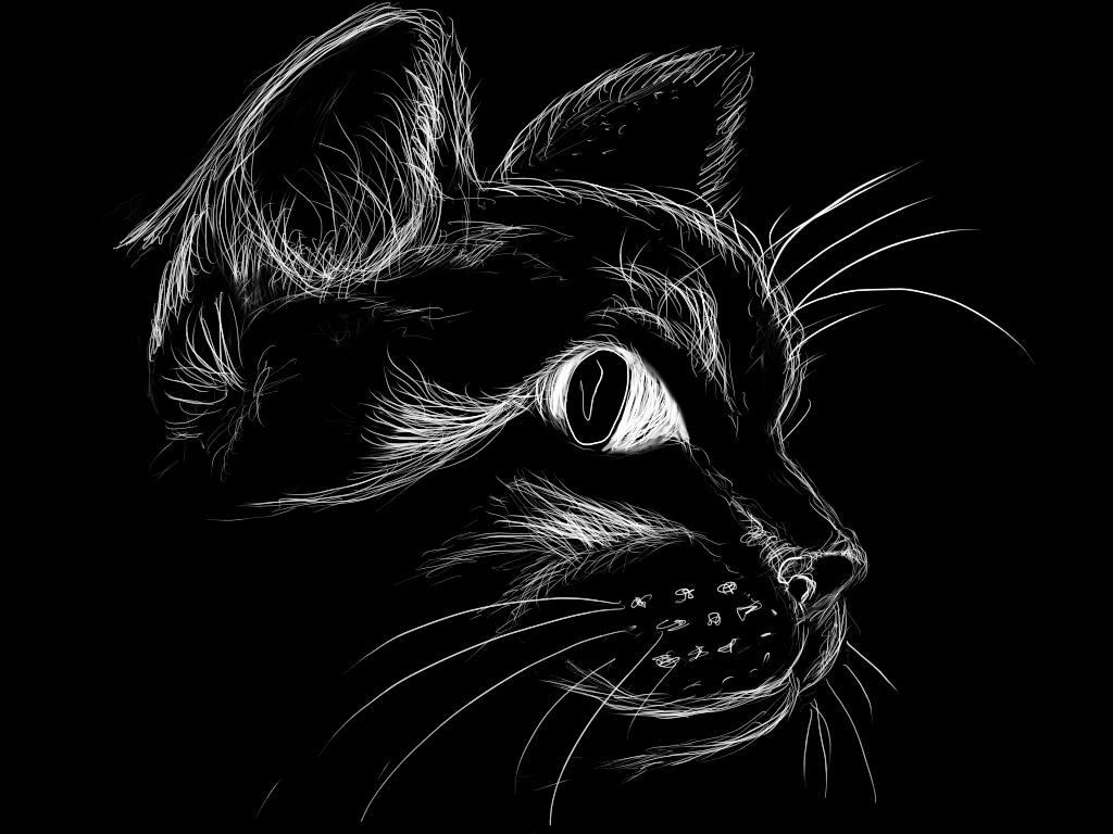 Черный кот на черном фоне. Рисунок