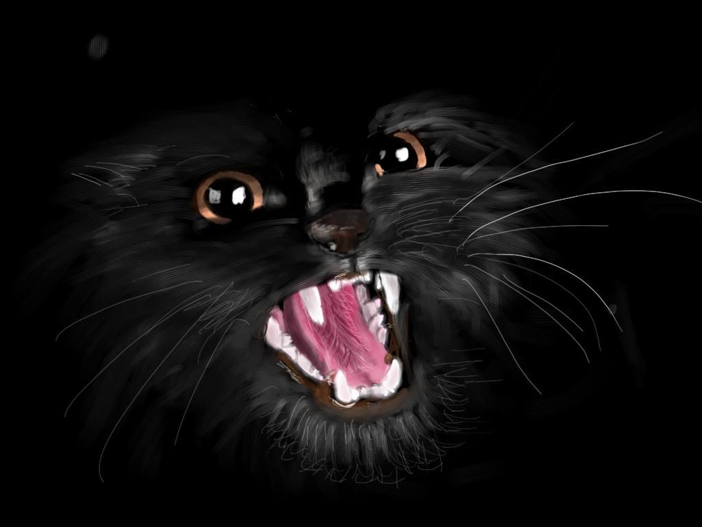 Злобный черный кот на черном фоне