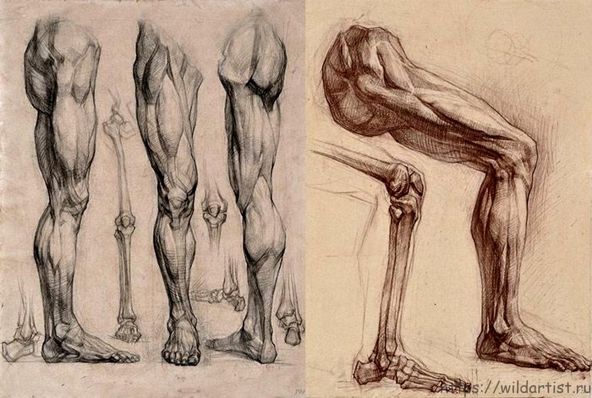Leg art. Экорше Микеланджело. Готфрид Баммес анатомия ступни и ноги. Баммес анатомия мышцы ног. Готфрид Баммес пластическая анатомия.
