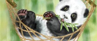детеныш панды в гамаке