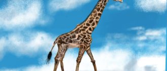 рисунок жирафа на планшете