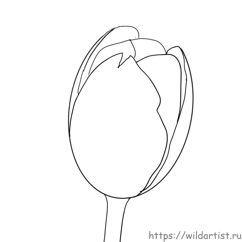 Как нарисовать тюльпан на планшете
