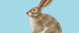 рисунок зайца-русака