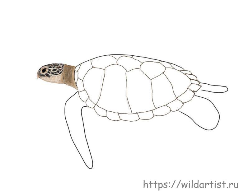 Рисунок на панцире черепахи как нарисовать
