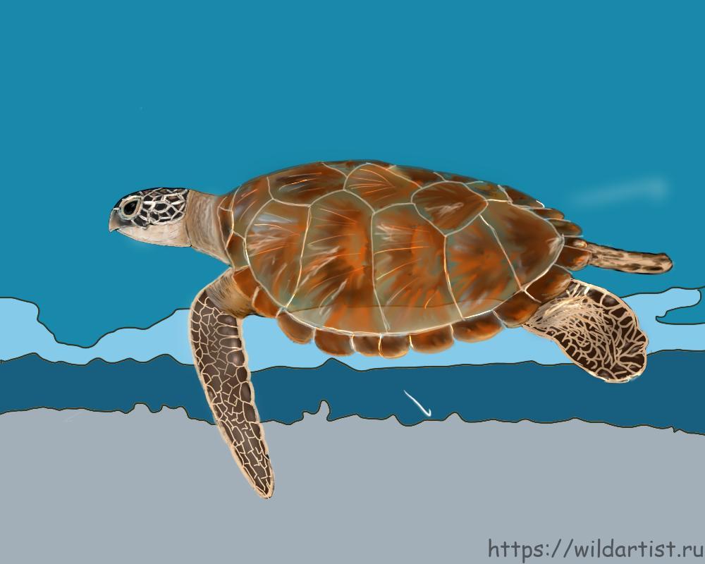 Как нарисовать морскую черепаху