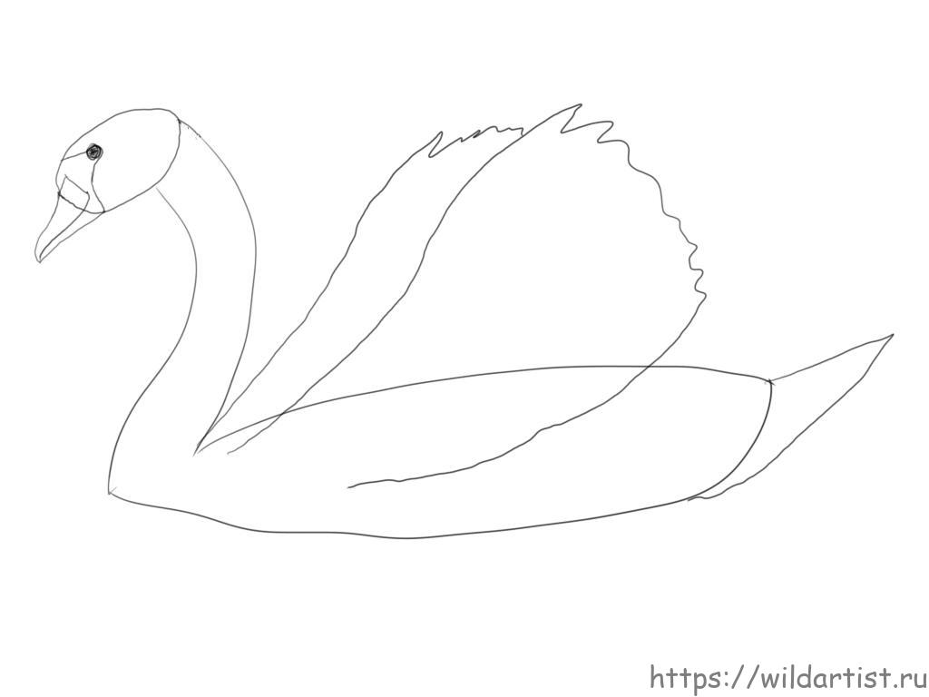 Как нарисовать лебедя карандашом поэтапно ✏