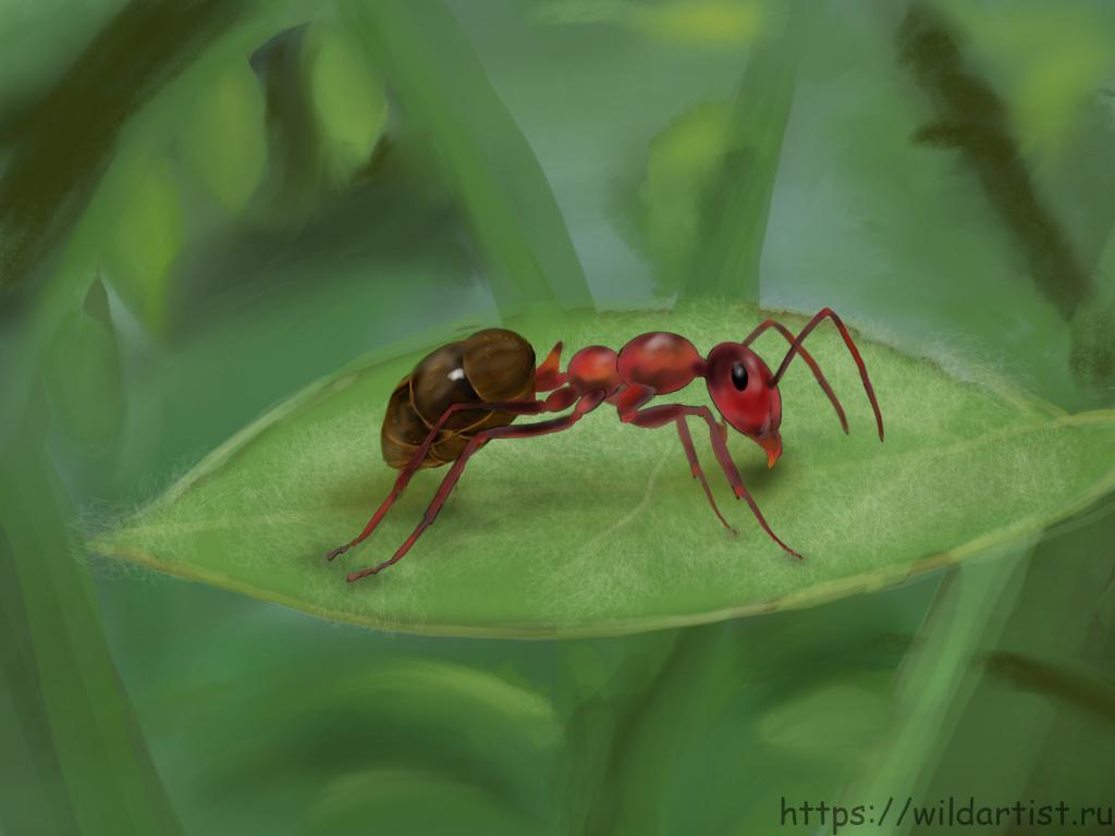Как нарисовать муравья